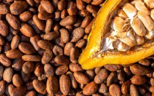 Pemecahan Buah Kakao Efisien