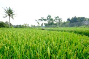 Pemecah kulit padi yang benar