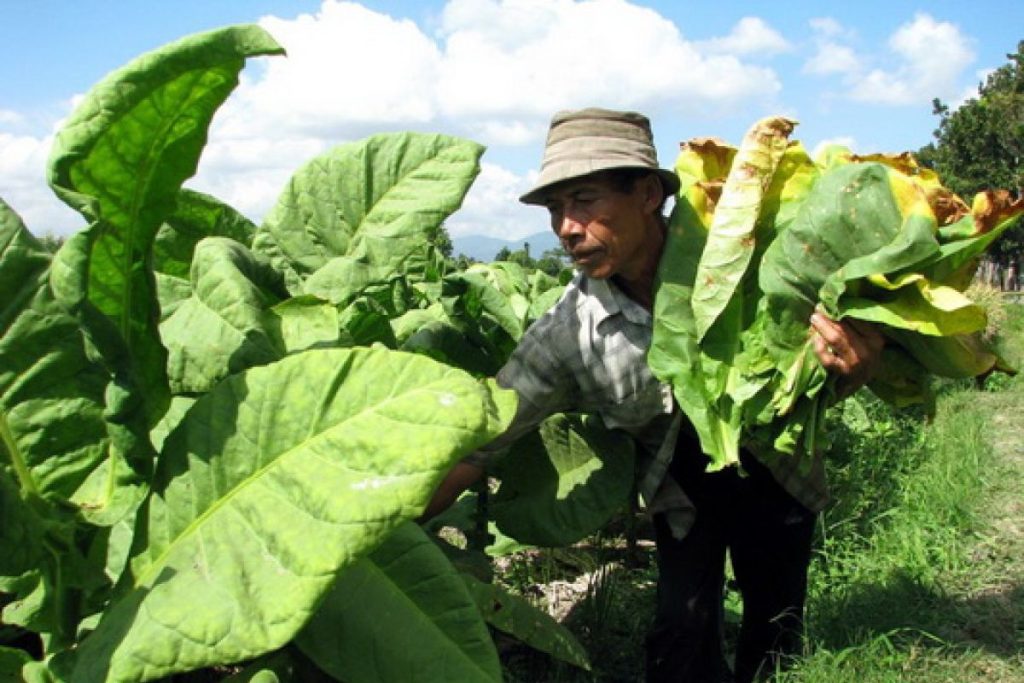 Manfaat daun tembakau