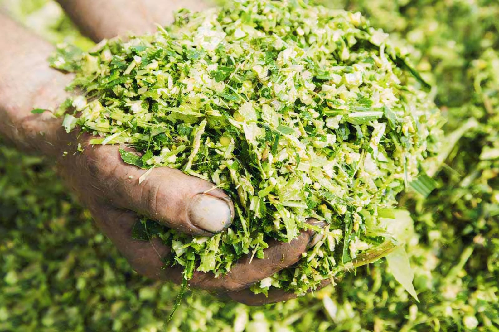 Campuran Pakan Domba Fermentasi untuk Nafsu Makan