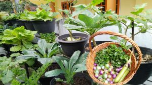 Cara Menanam Sayur Organik Panduan Praktis untuk Pemula