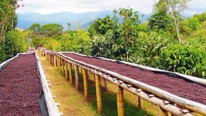 Pengeringan kopi optimal hasil lebih stabil