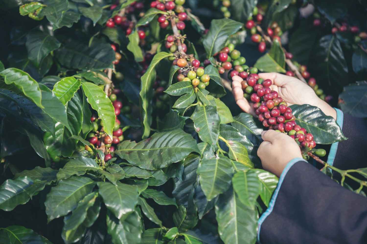 Cara Budidaya Tanaman Kopi Robusta