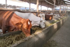 manajemen hijauan musim kemarau