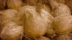 Pengolahan Sabut Kelapa Menjadi Serat