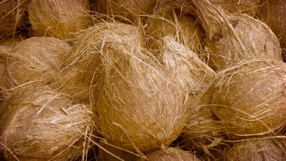 Pengolahan Sabut Kelapa Menjadi Serat