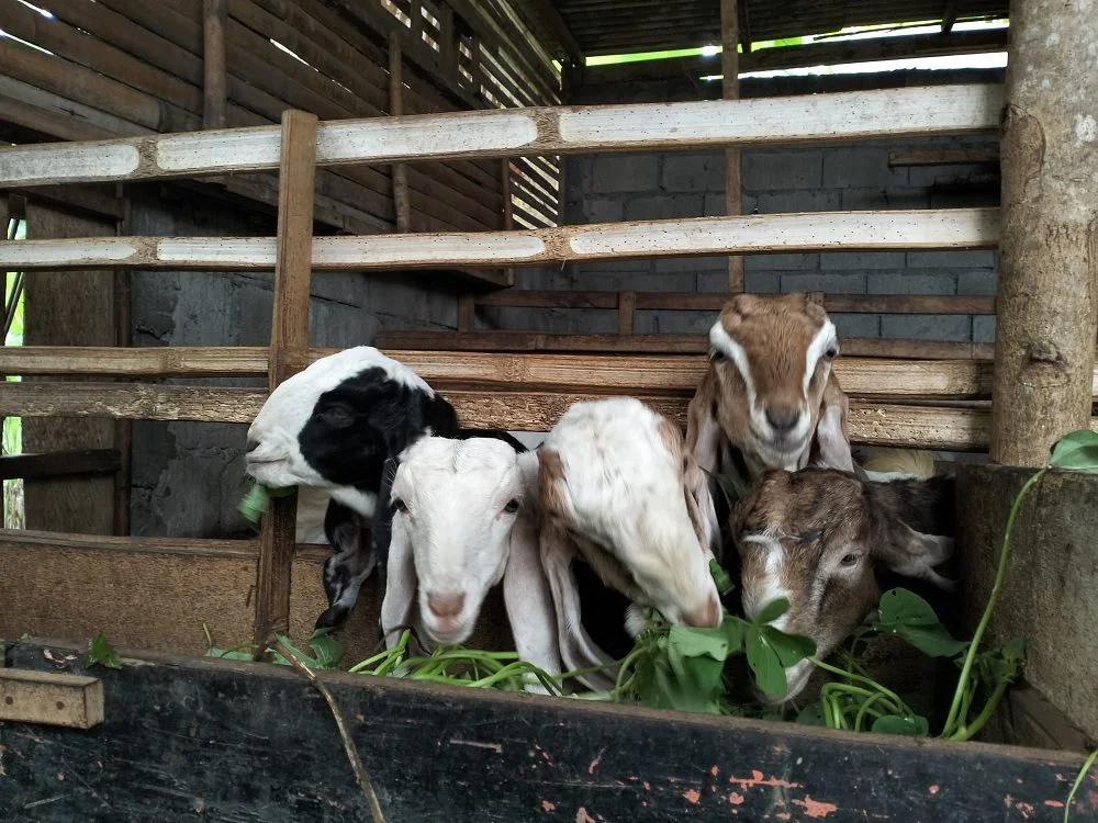 prospek bisnis ternak kambing