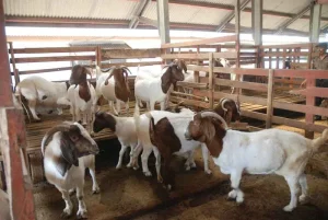 ternak kambing berkelanjutan