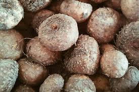 Cara merajang porang jadi keripik