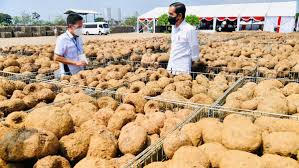 tips usaha olahan porang rumahan