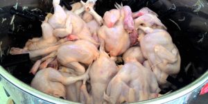 cara merontokkan bulu ayam tanpa ribet