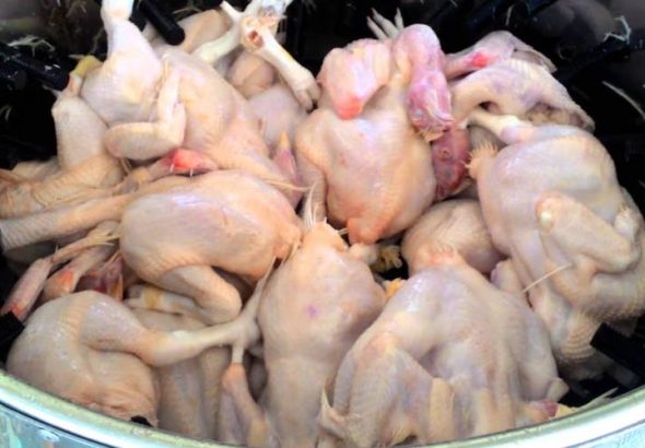 cara merontokkan bulu ayam tanpa ribet