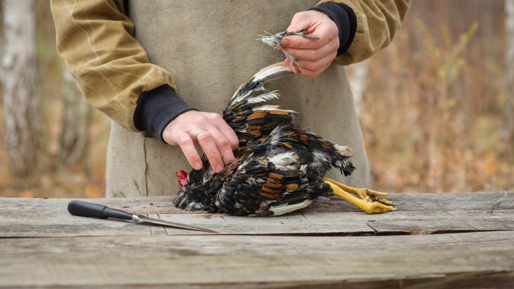 cara cepat mencabut bulu ayam
