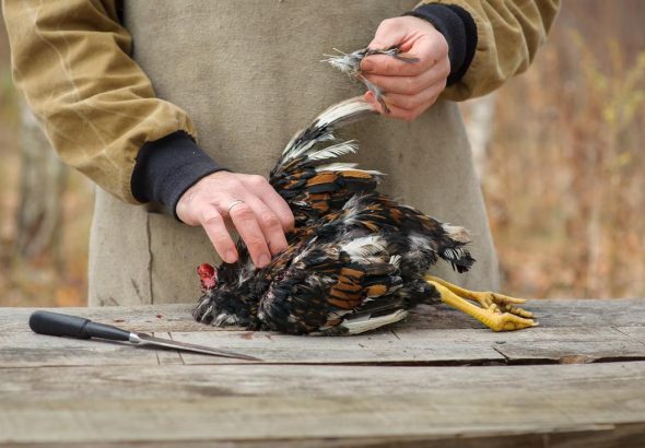 cara cepat mencabut bulu ayam
