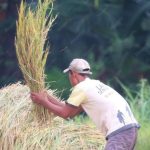 pascapanen gabah untuk petani lokal
