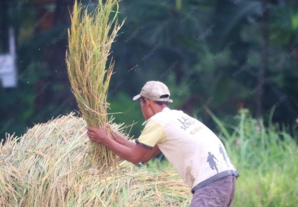 pascapanen gabah untuk petani lokal