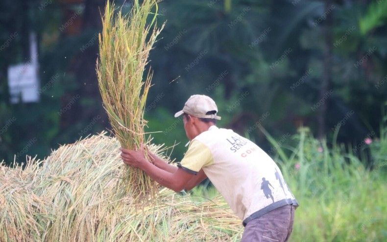 pascapanen gabah untuk petani lokal