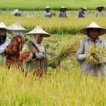 usaha alsintan untuk petani padi