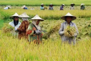 usaha alsintan untuk petani padi