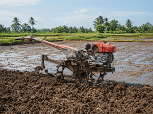 kapan waktu tepat membajak sawah