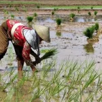 cara mengatasi keterlambatan musim tanam padi