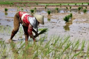 cara mengatasi keterlambatan musim tanam padi
