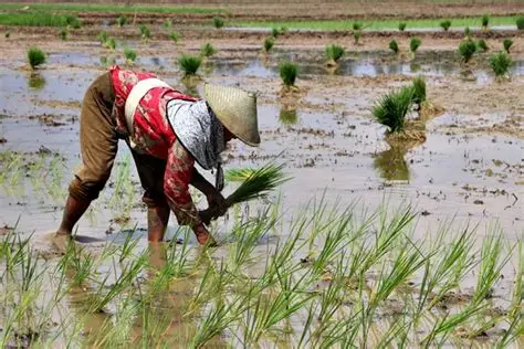 cara mengatasi keterlambatan musim tanam padi