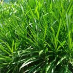 cara memperkecil rumput ternak