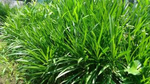 cara memperkecil rumput ternak