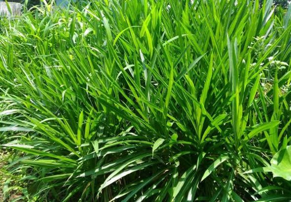cara memperkecil rumput ternak