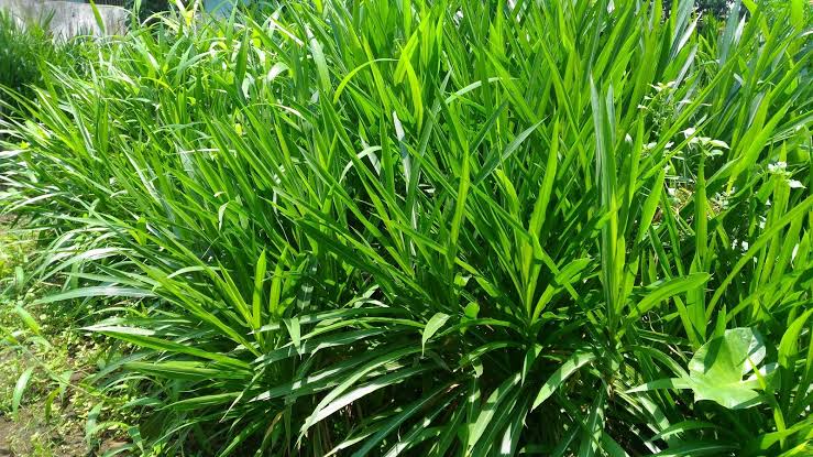 cara memperkecil rumput ternak