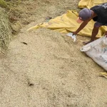 cara mengatasi gabah rusak setelah panen