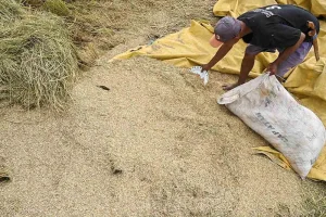 cara mengatasi gabah rusak setelah panen
