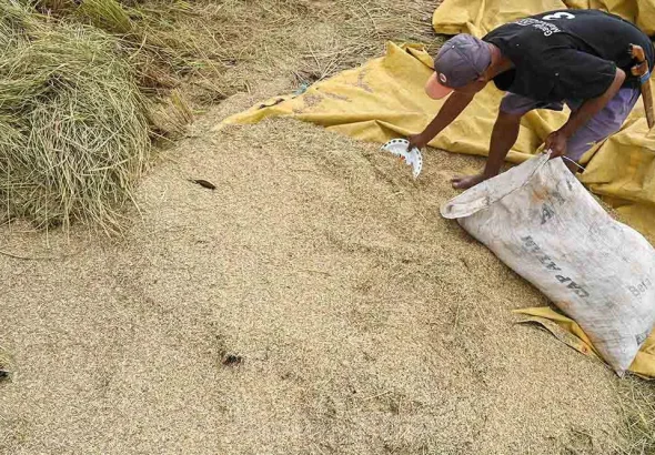 cara mengatasi gabah rusak setelah panen