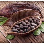 proses mengeluarkan biji dari buah kakao