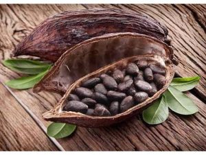 proses mengeluarkan biji dari buah kakao