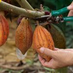 kenapa buah kakao perlu dipecah