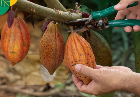 kenapa buah kakao perlu dipecah