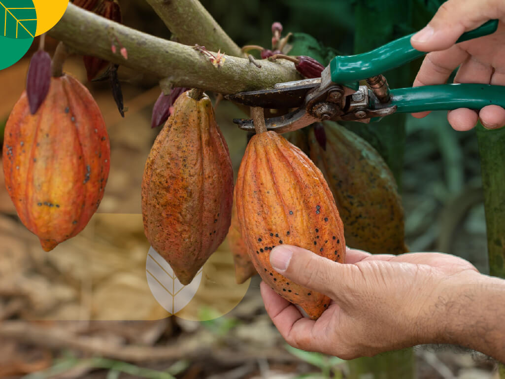 kenapa buah kakao perlu dipecah