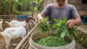 pakan hijauan lebih mudah dimakan