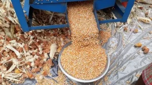 cara mengatasi proses pemipilan tidak optimal