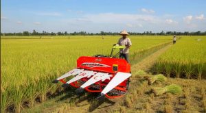 cara meningkatkan produktivitas padi