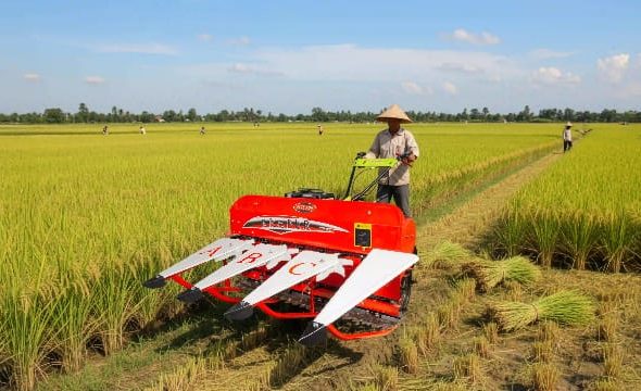 cara meningkatkan produktivitas padi